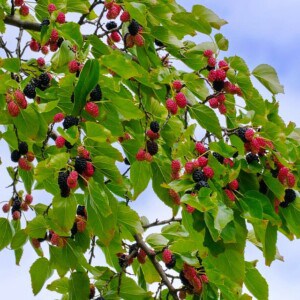 Mulberry Tree - TOMspiration - Image 4